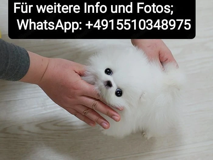 Zwergspitz Pomeranian Welpen ,reinrassig, liebevoll aufgezogen