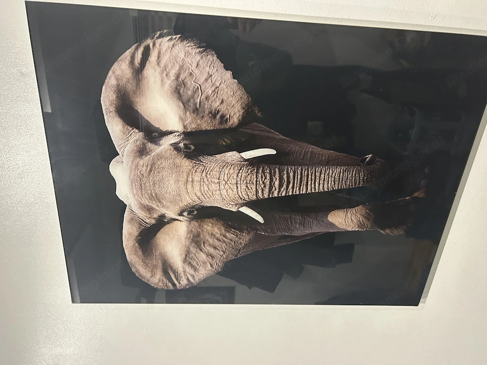Fotodruck auf Glas, "The Elephant", 80 x 60 cm, Glasdruck