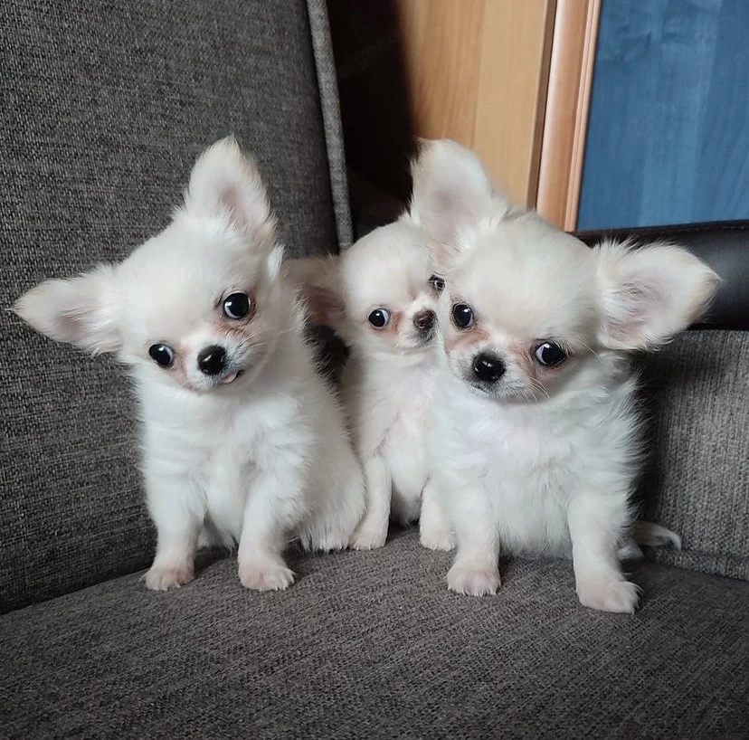Reinrassige KH LH Chihuahua Welpen 
