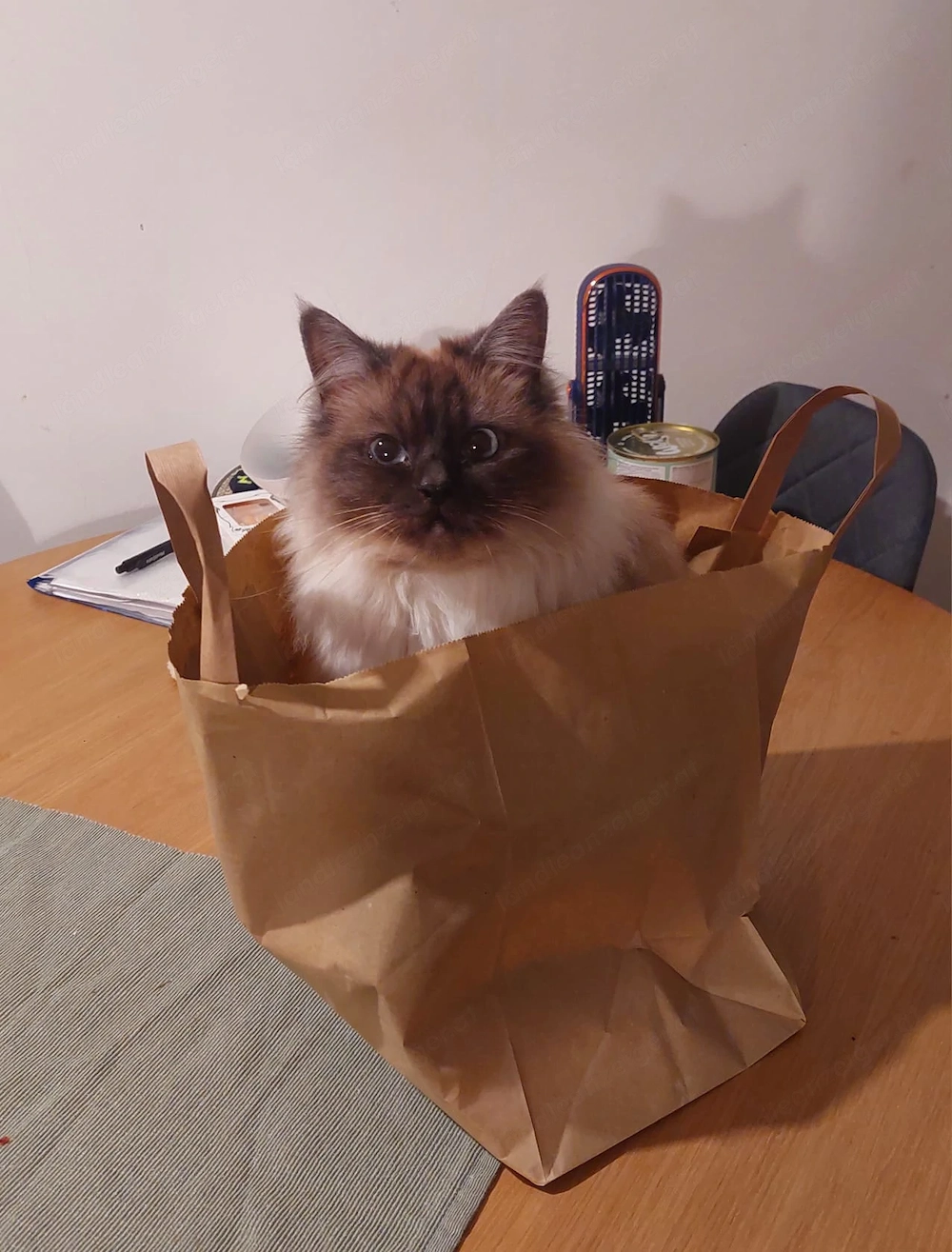 Katze zu verkaufen