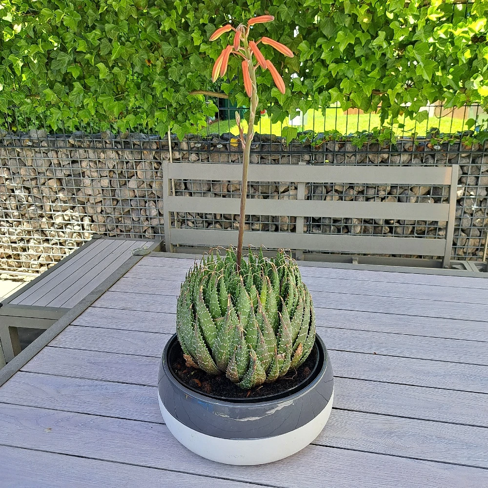 Blumentopf