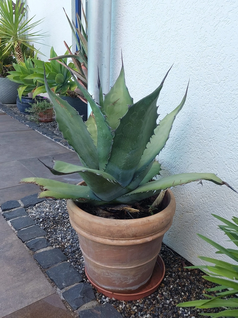 Wunderschöne spanische Kakteen Agave 