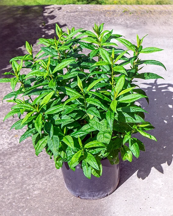 Rosmarin, Phlox im großenTopf; Phlox im 15 lt. Topf  