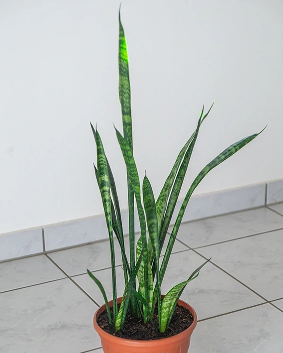 Zimmerpflanze, Sansevieria, hoch, Bogenhanf, Grünpflanze