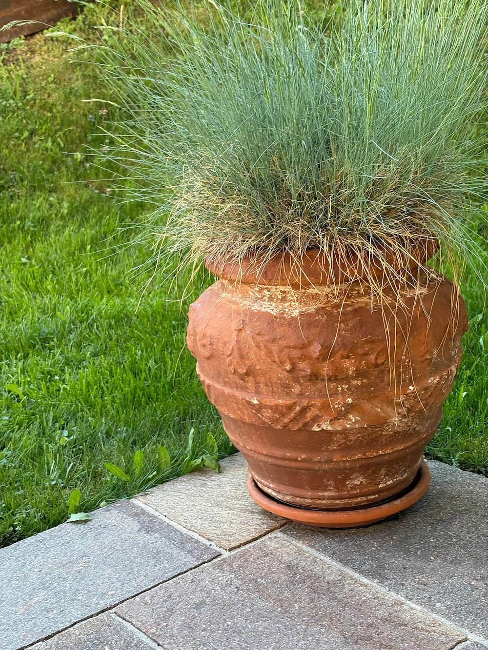 Terrakotta Blumen Topf mit Gestrüpp 