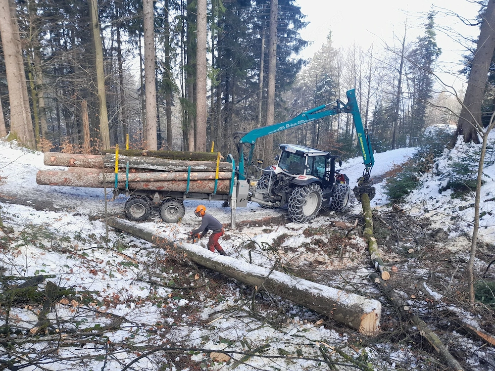 Forstarbeiten   Holzschlägerung   Baumfällung