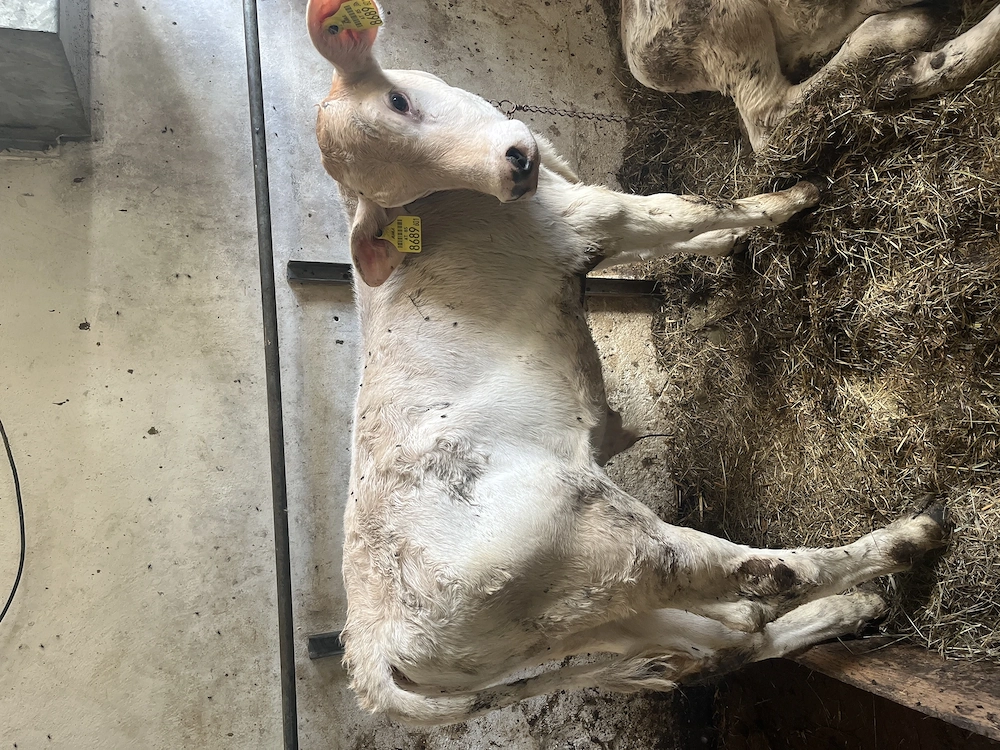 Kalb BV Tränkkalb 