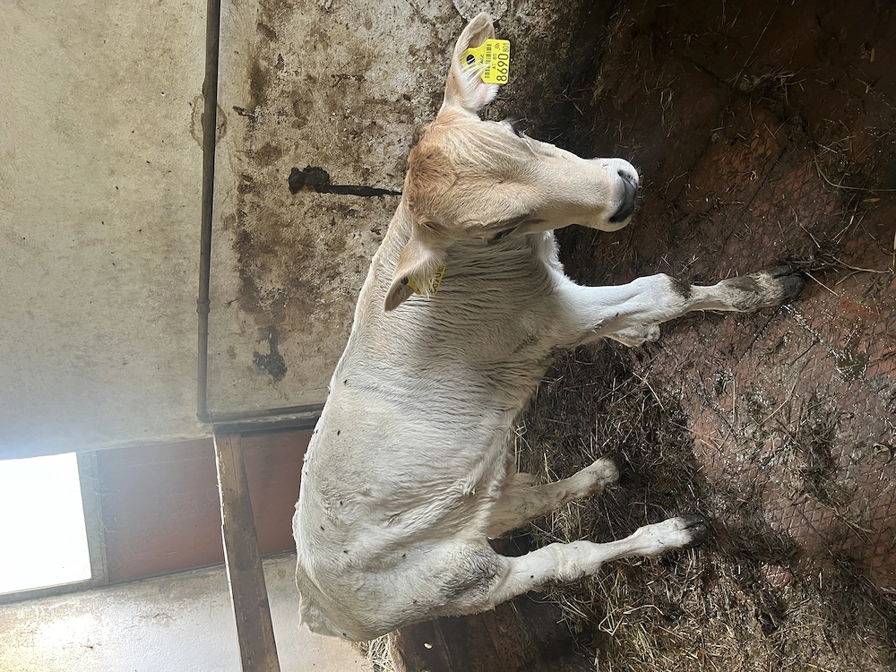 Kalb BV Tränkkalb 