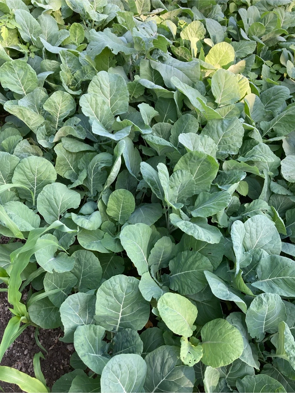schwarze kohl 