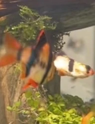 sumatrabarbe (tiger barb) fische
