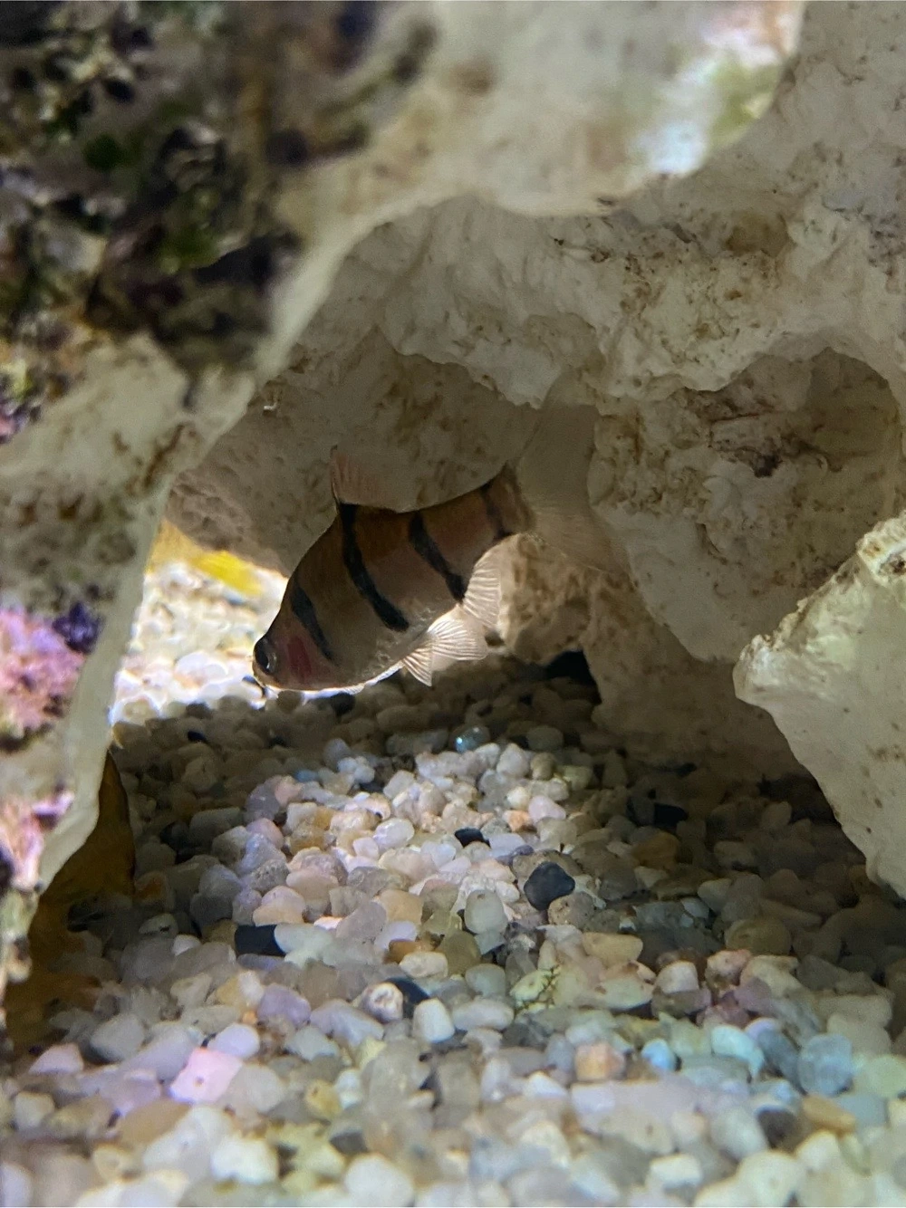 sumatrabarbe (tiger barb) fische für das aquarium