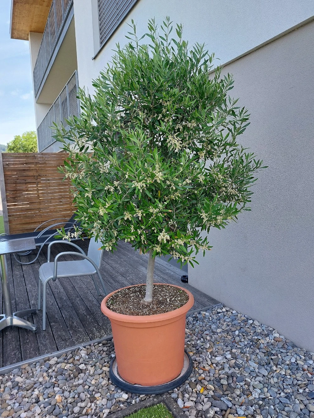 Olivenbaum