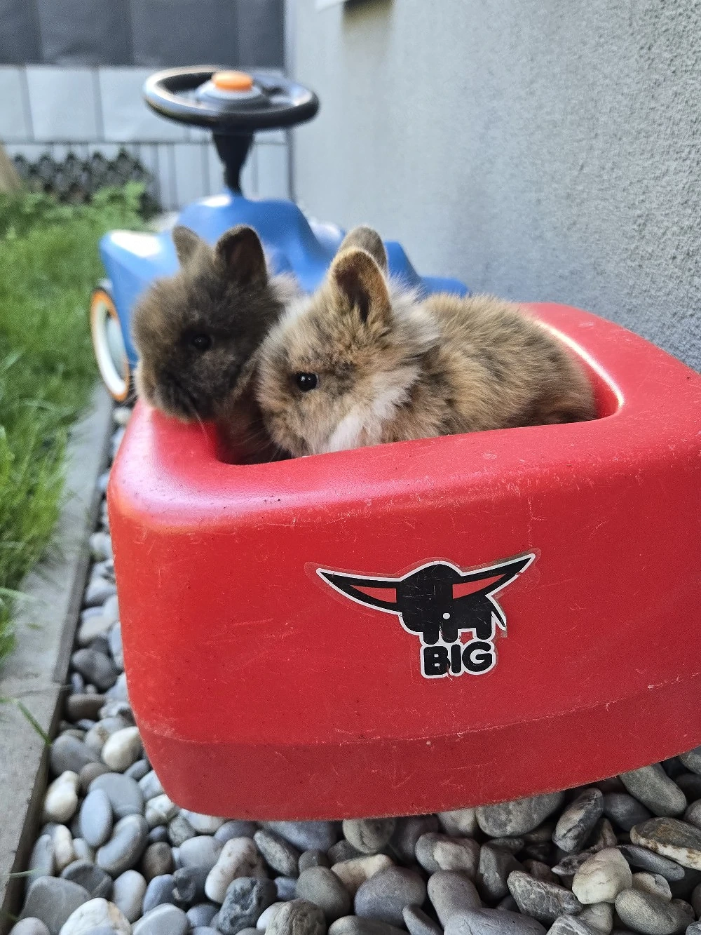 Hase zu vergeben