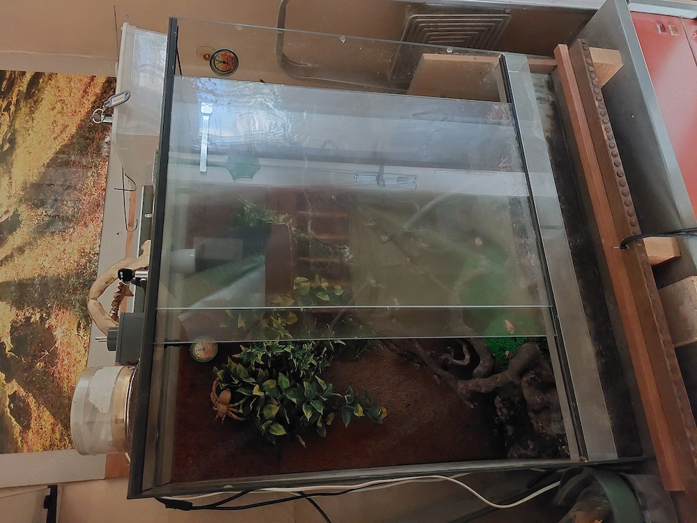 Terrarium zu verschenken 
