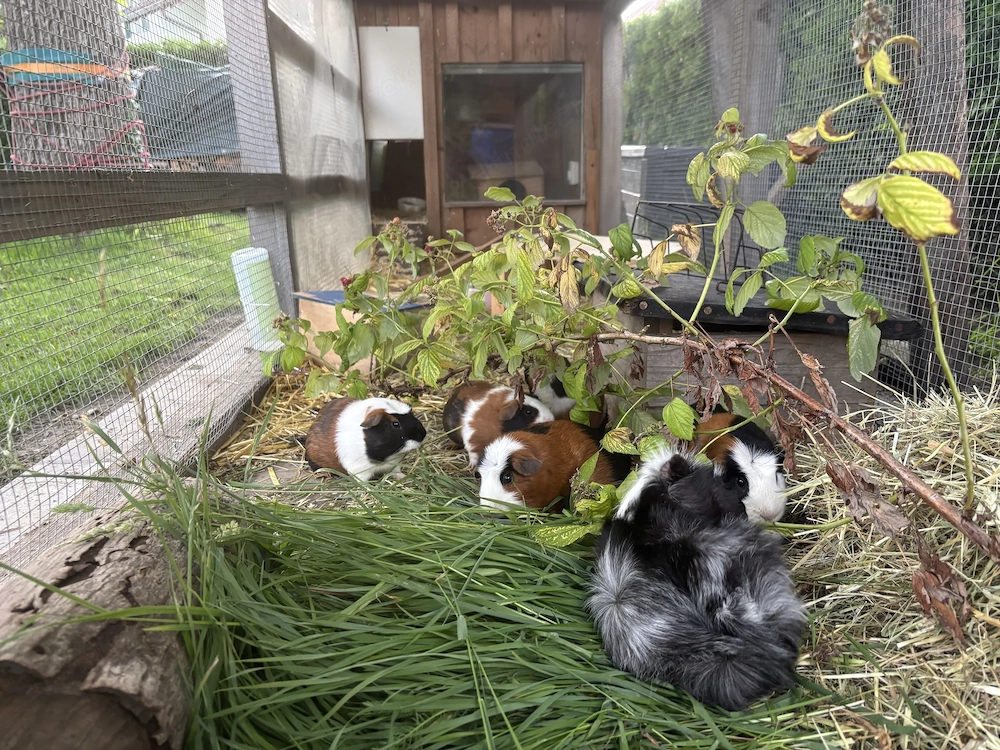 Meerschweinchen dreifärbig zu verschenken