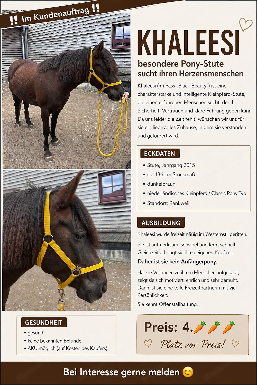 Niederländischer kleinpferd