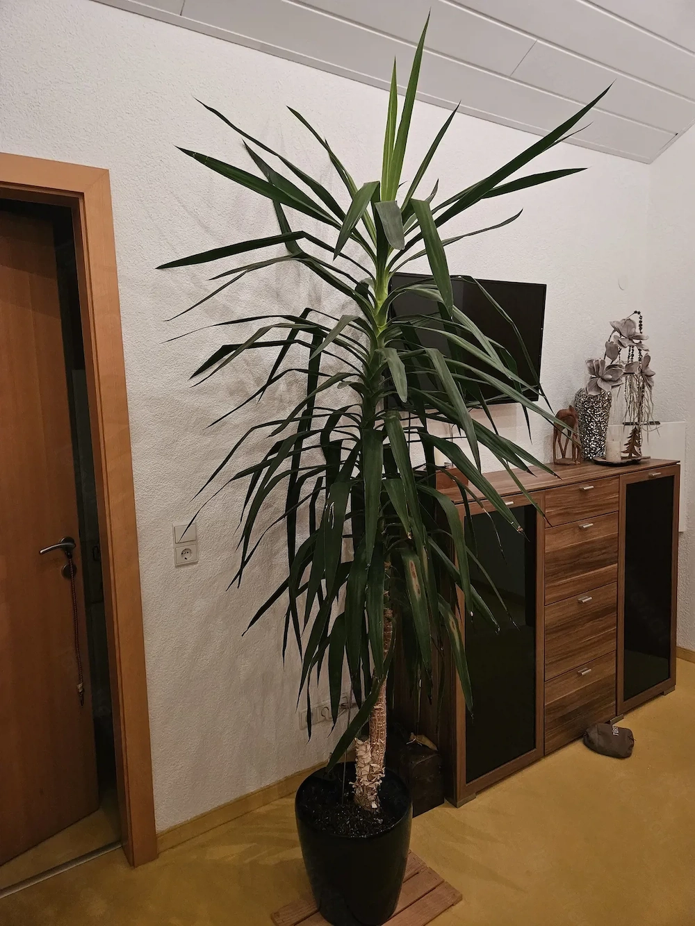 Yucca-Palme gepflegt 