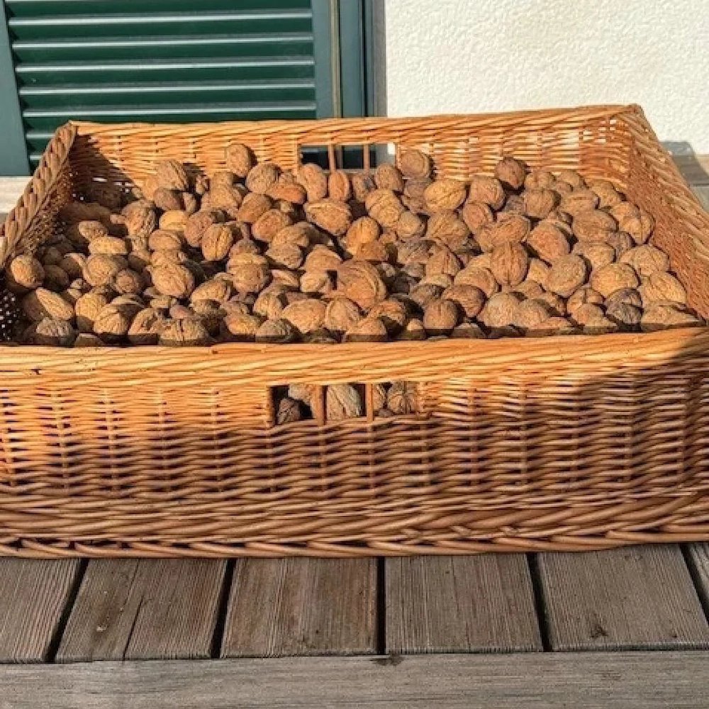 Korb mit 2 Griffen aus Bioweide