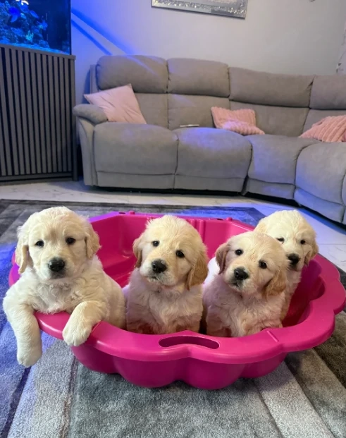 Wunderschöne, kräftige Golden-Retriever-Welpen