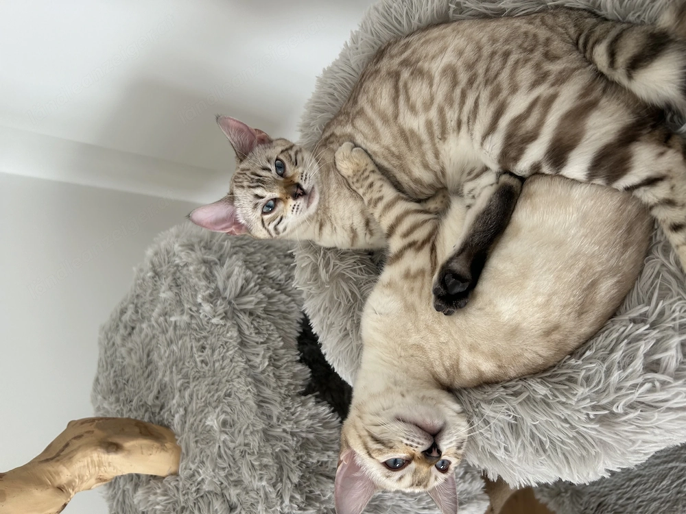 Reinrassige Snow Bengal Mädchen suchen ein liebevolles Zuhause