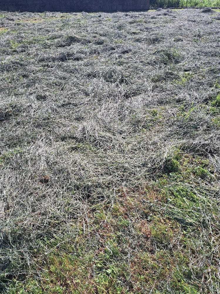 frisches Heu 