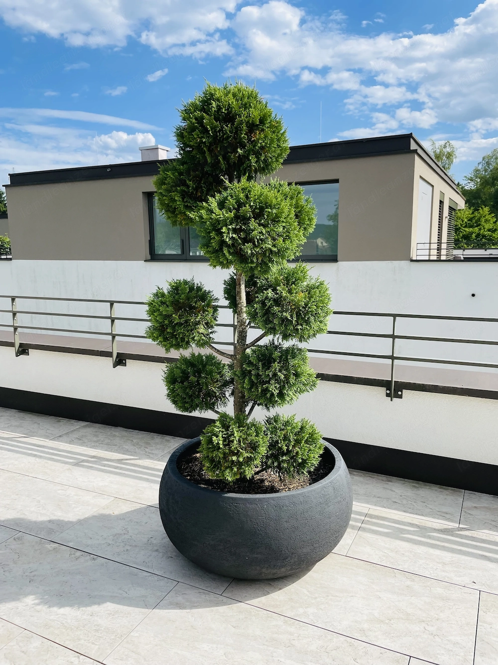 Kugelbaum zu verkaufen 