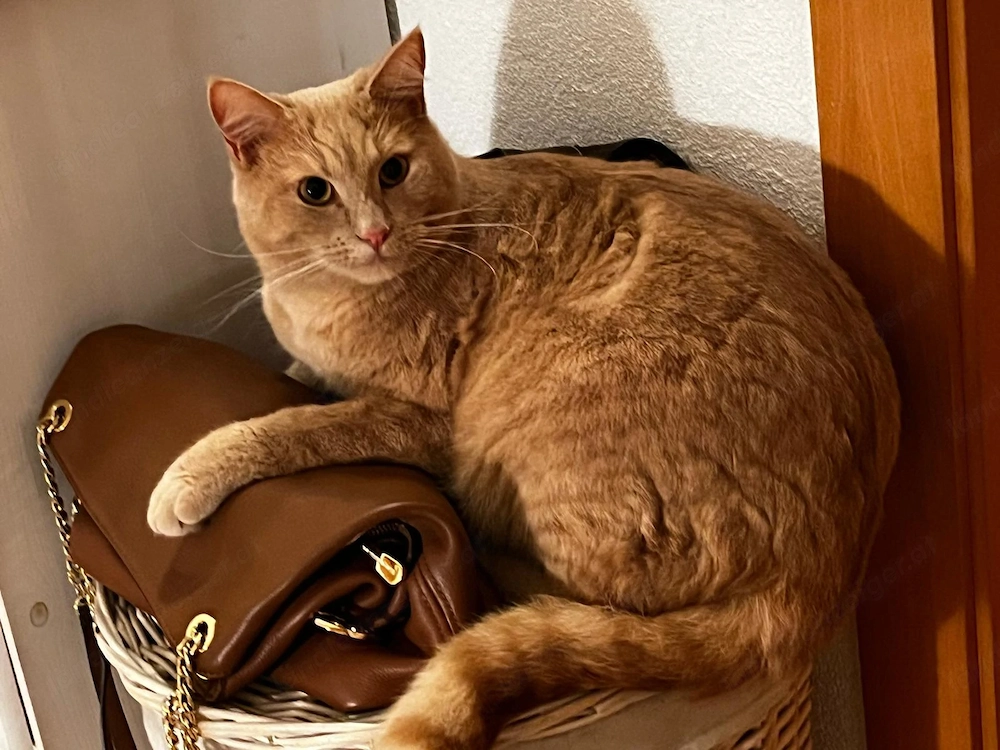 Katze vermisst in Koblach