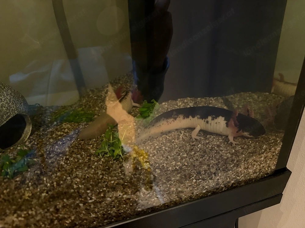 Verschenke Harlekin-Axolotlpaar und ein Nachwuchsaxolotl