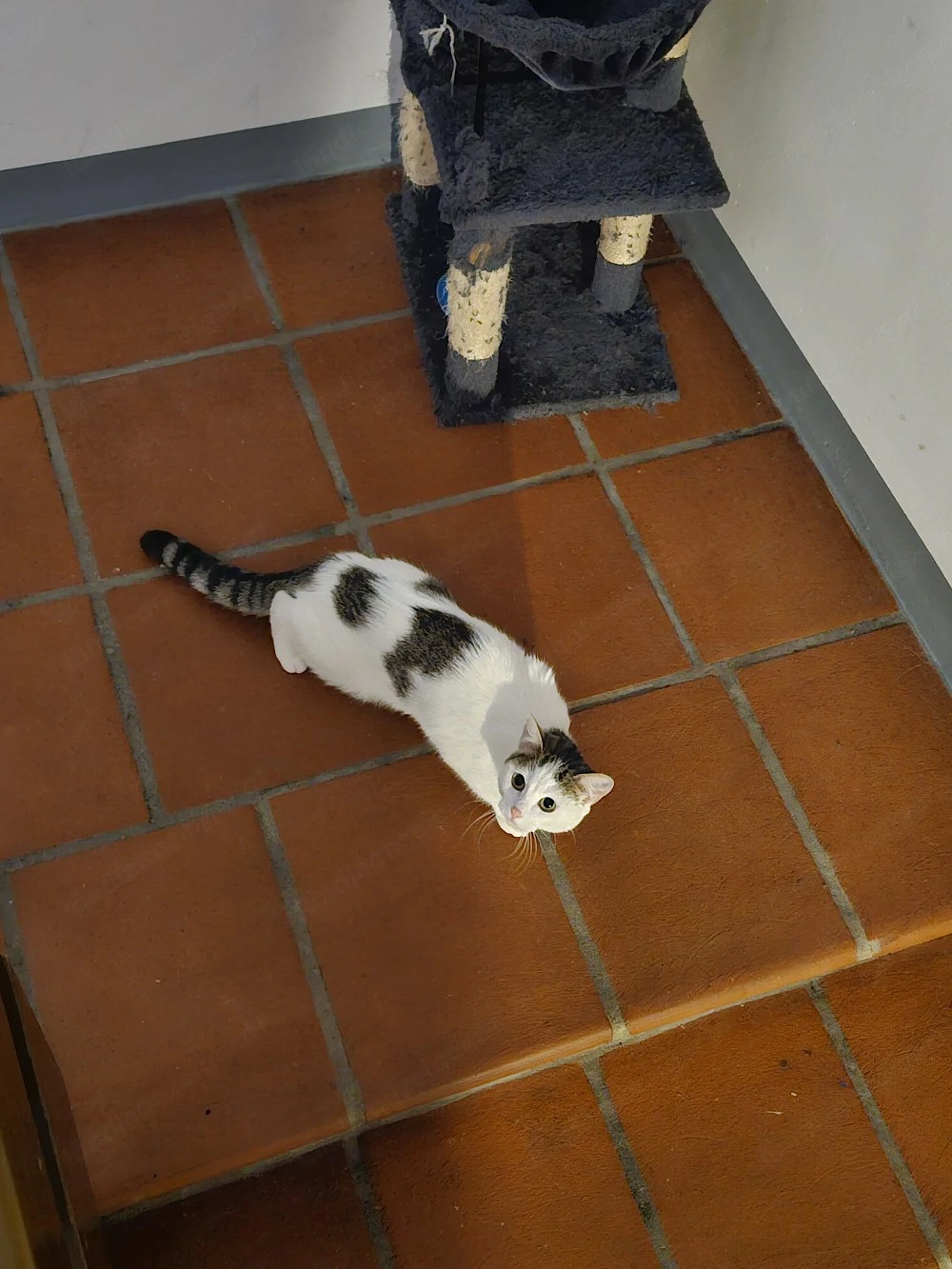 Hauskatze 