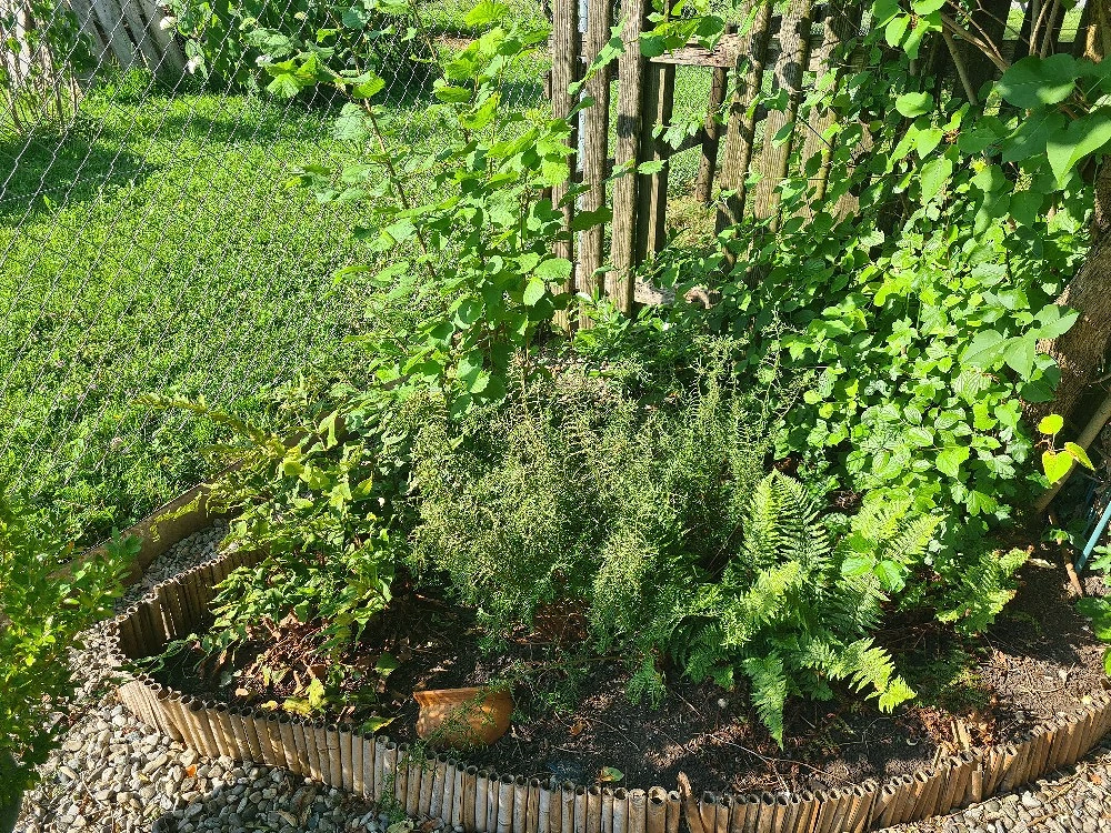 Pflanzen Sträucher