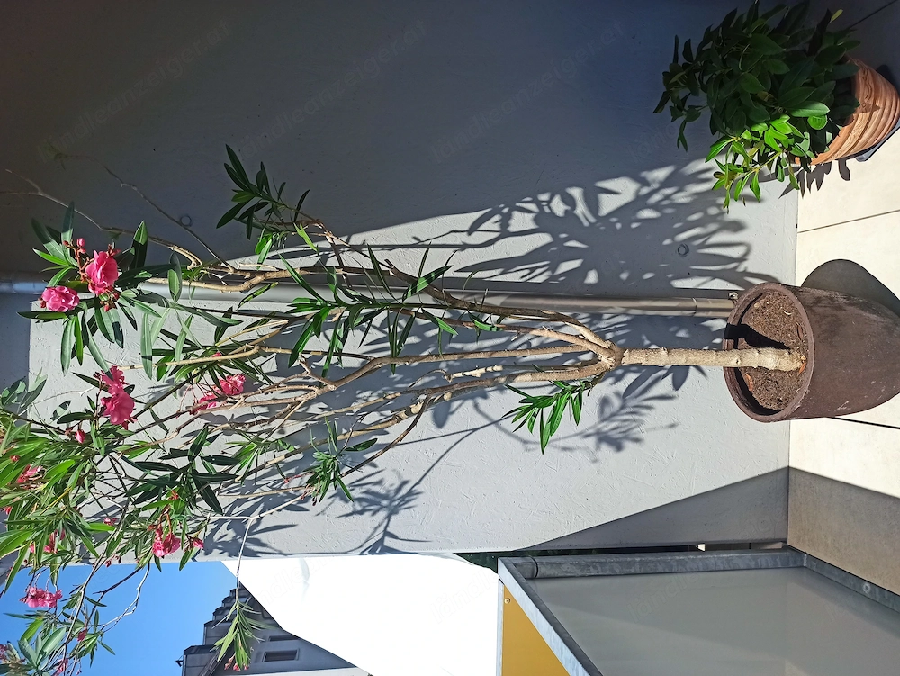 Vergebe 2 Oleander, klein und groß