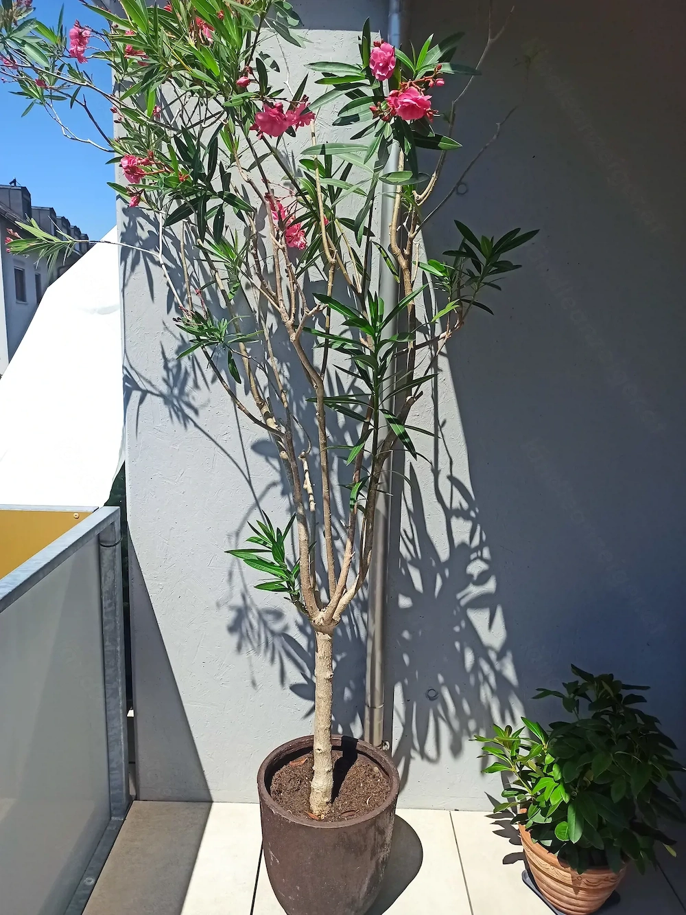 Vergebe 2 Oleander weiß und rosa Blüten