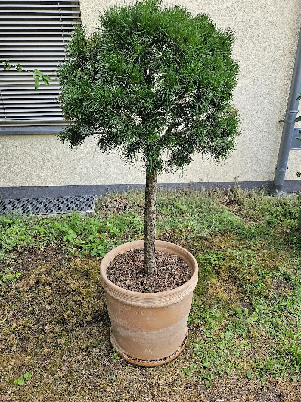 großer, toller Tontopf  