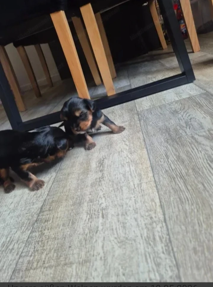 Yorkshire terrier 