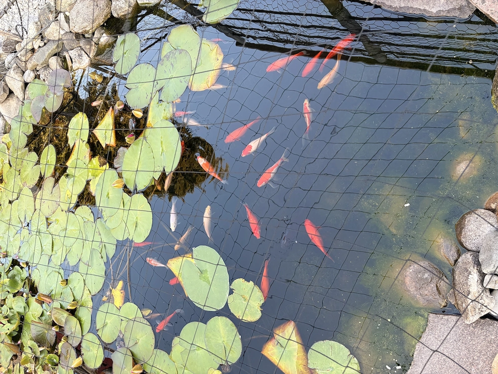 Goldfische zu verschenken