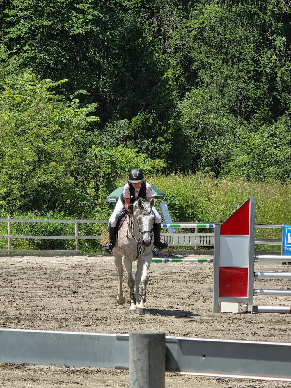 Reitbeteiligung gesucht 