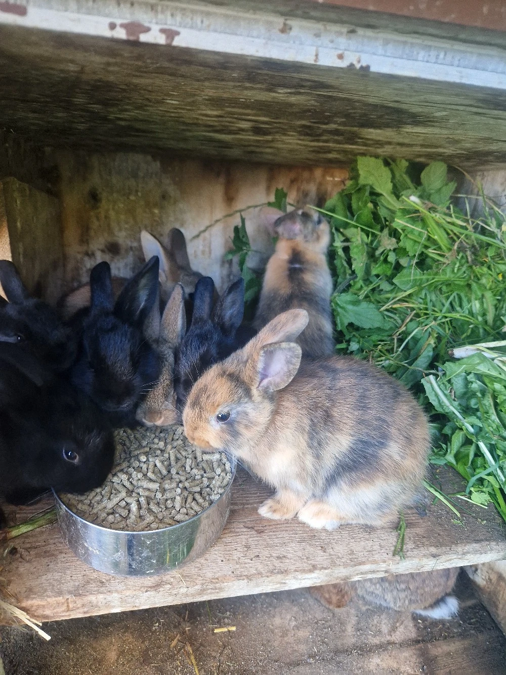 Hasenkaninchen suchen zuhause