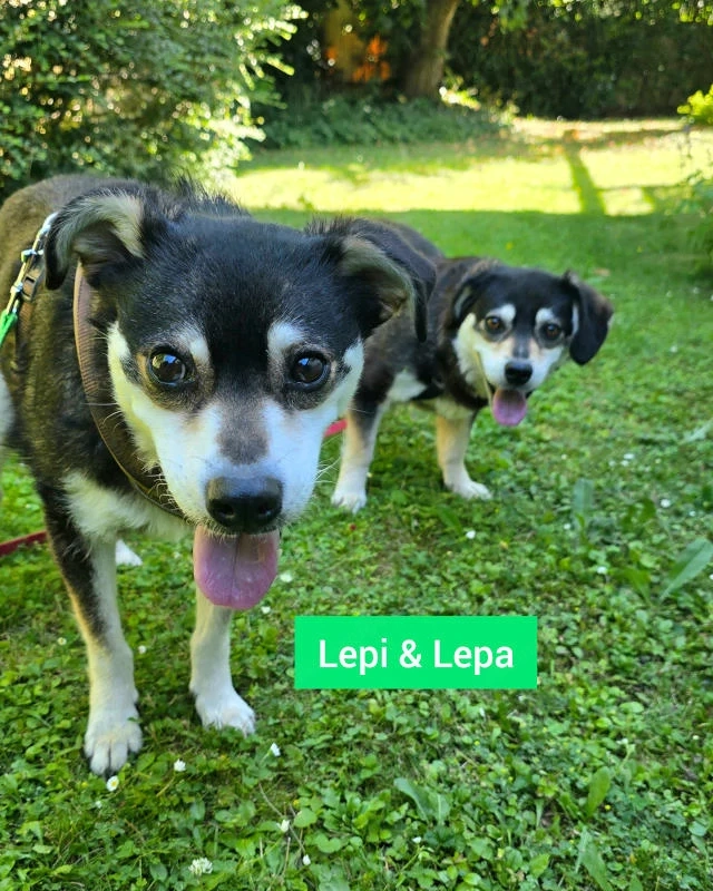 Lepi und Lepa - NOTFALL Österreich
