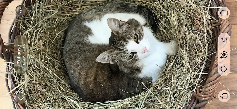 Katze Luna in Kennelbach vermisst