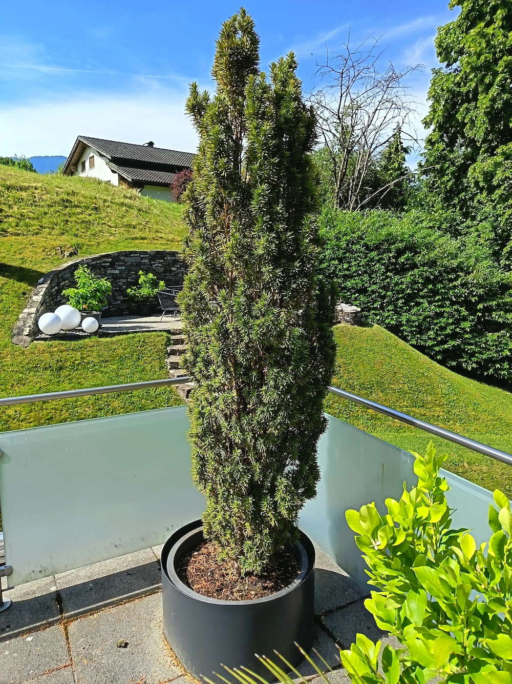 Säuleneibe 200 cm