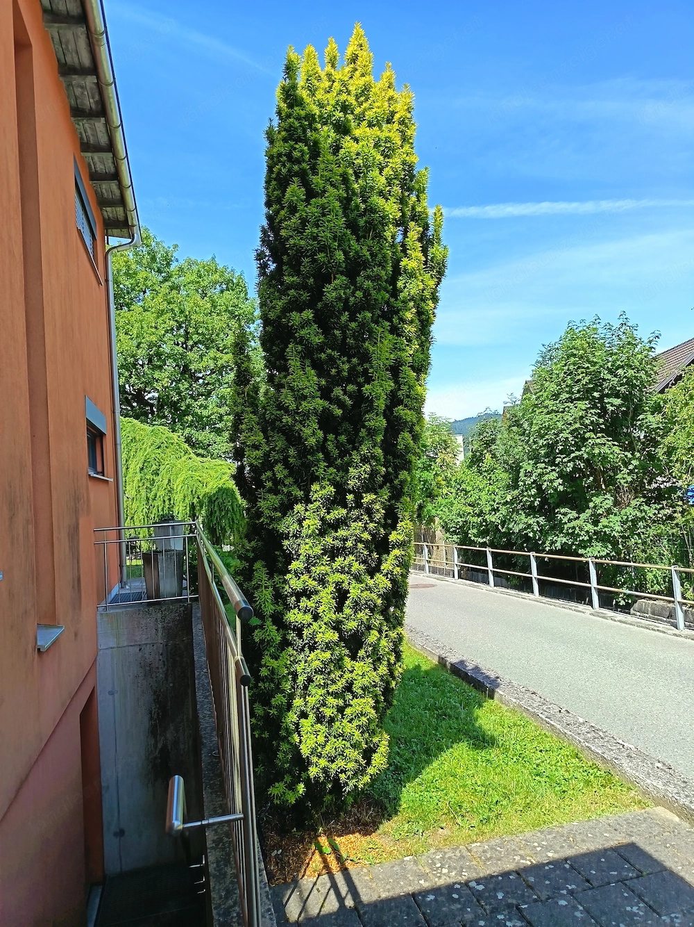 Säuleneibe 330