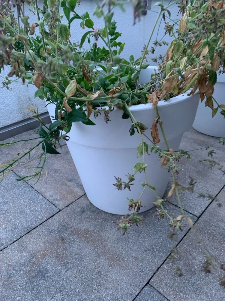 Pflanzkübel Outdoor