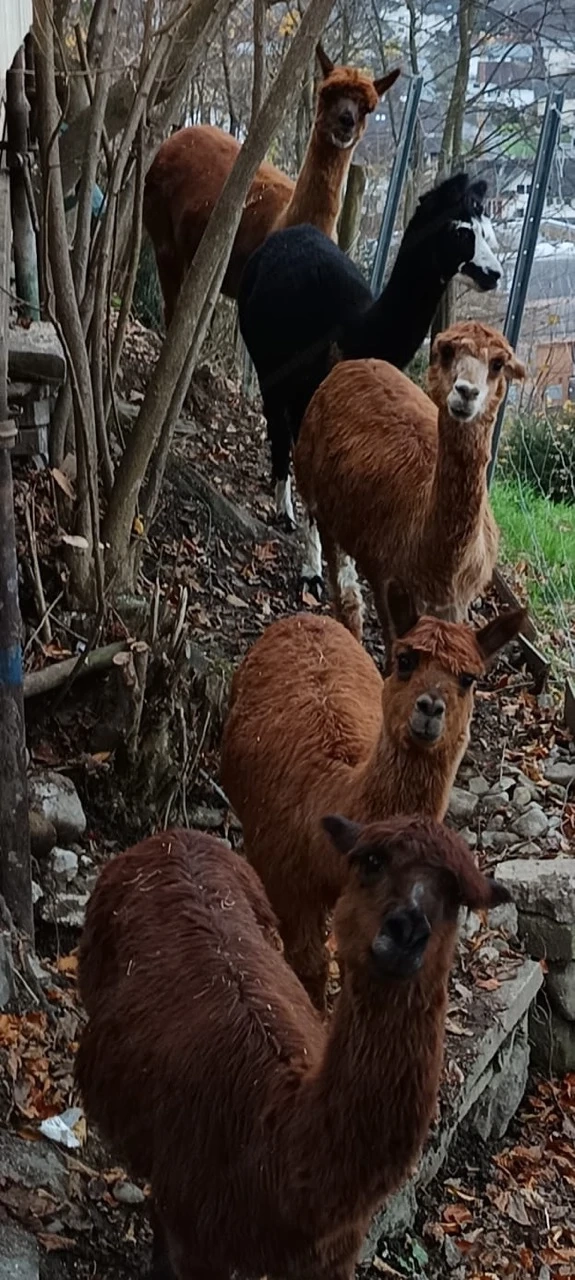 Liebevolle Plätze für 5 Alpakas gesucht