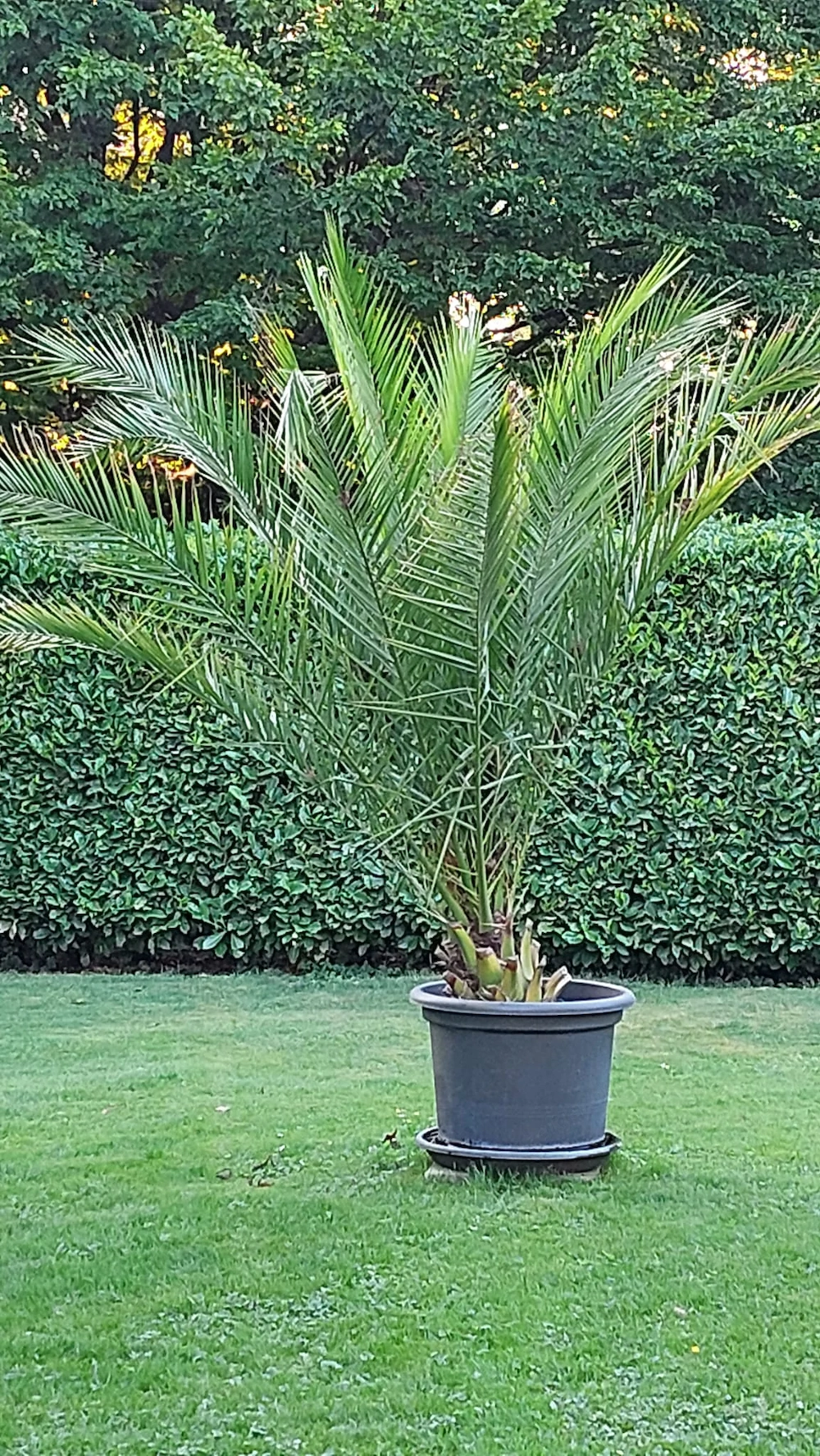Palme ca 2,70 m im Topf