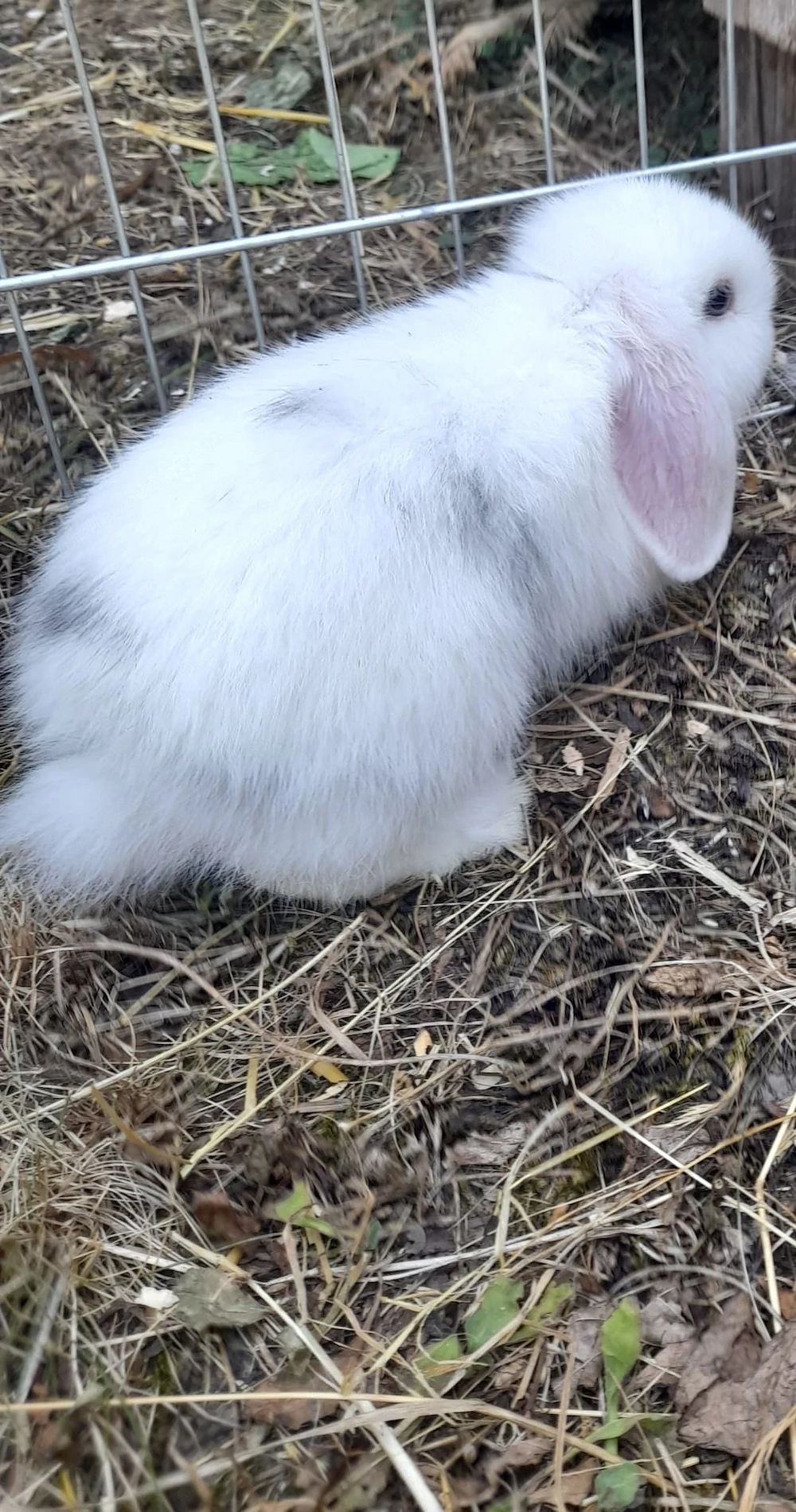 Hasen Baby (Minilop)