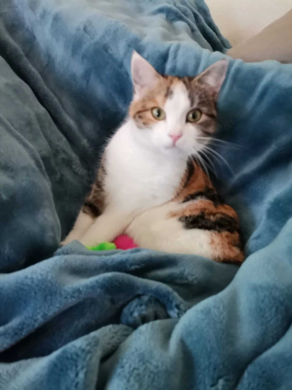 Vermissen unsere Katze Sansa