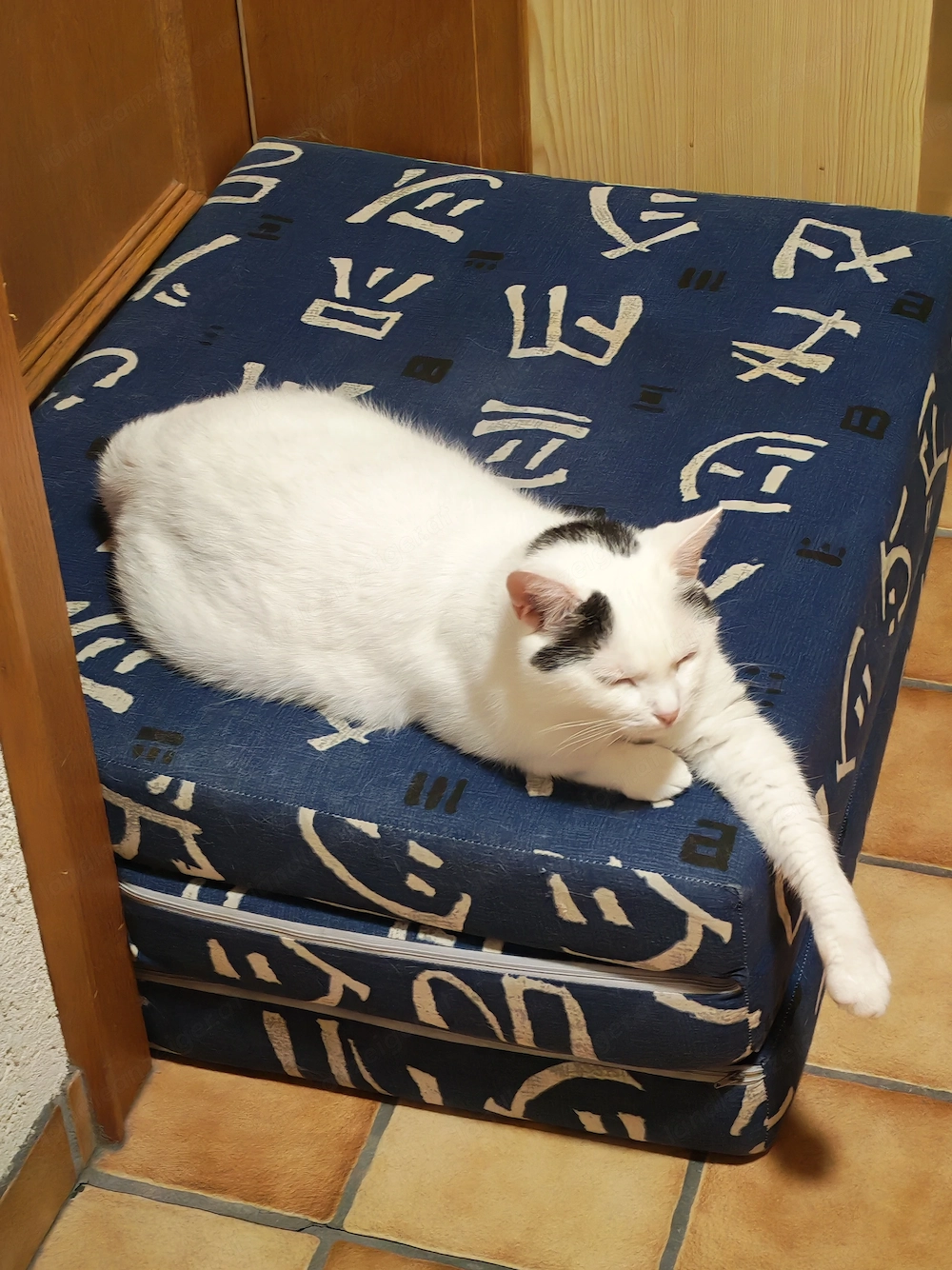 Katzen zu verschenken 