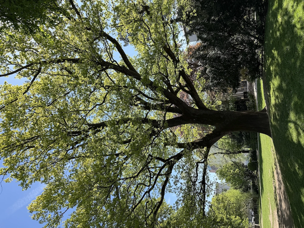 Zuverlässige Dame , aus Deutschland, sucht !!!dringend eine Wohnung, bis 800  , Innsbruck, Umgebung 