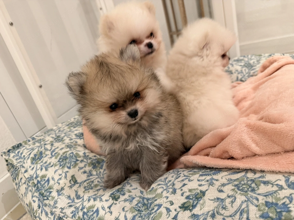 Reinrassiger Pomeranian-Zwergspitz