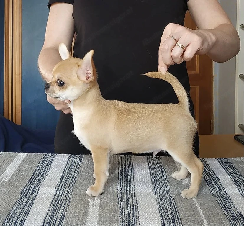 Reinrassige KH LH Chihuahua Welpen 